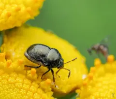 Little Ebony Bug thumbnail 4