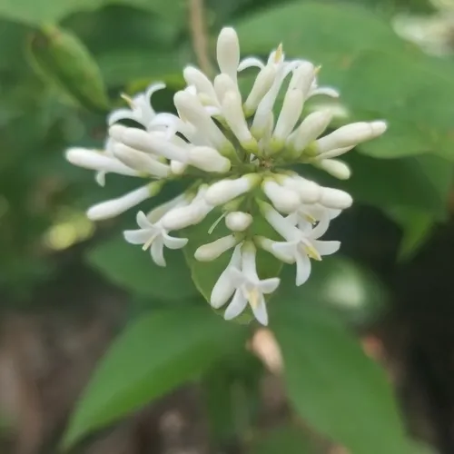 border privet