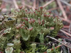 Gray's Cup Lichen thumbnail 4