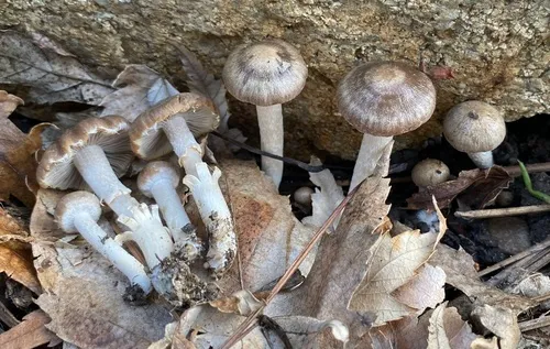 Psathyrella umbrosa