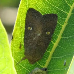 noted sunflower moth thumbnail 2