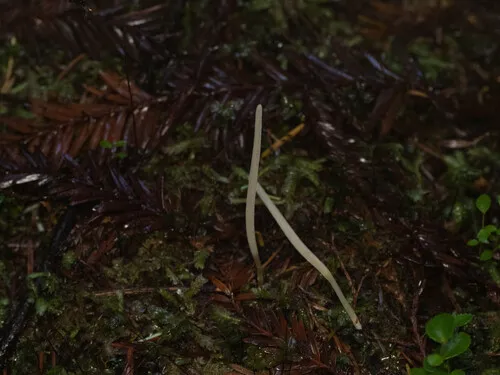Clavaria globospora