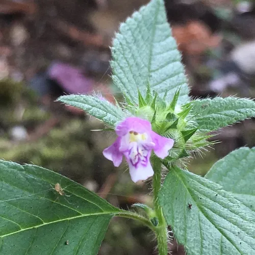 Common hemp-nettle
