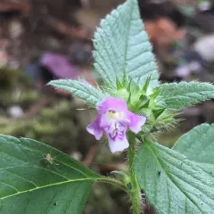 Common hemp-nettle thumbnail 1