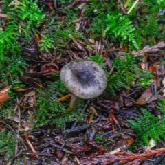 Rhizocybe rhizoides thumbnail 4
