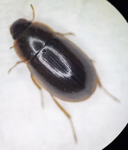 Helochares punctatus