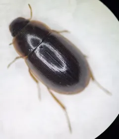 Helochares punctatus thumbnail 1