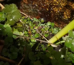 Orobus-seed Liverwort thumbnail 4