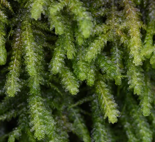 Menzies' metaneckera moss