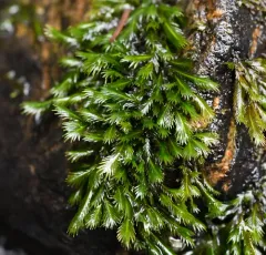 Large-leaved Pocket Moss thumbnail 2