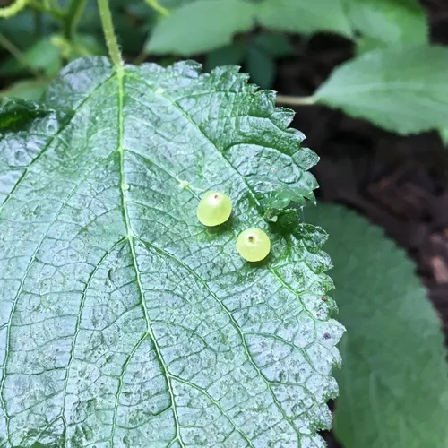 Wood Nettle Gall Midge
