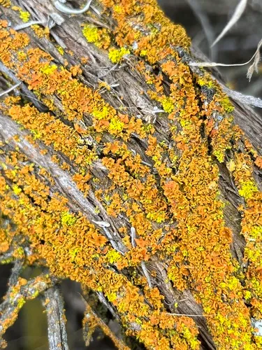 Xanthomendoza galericulata