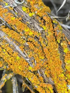 Xanthomendoza galericulata thumbnail 1