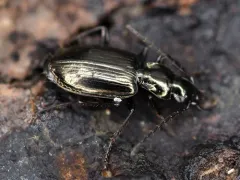 Anchomenus quadratus thumbnail 4
