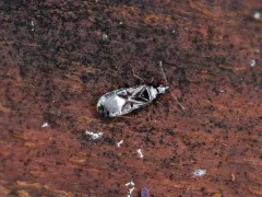 Dufouriellus ater thumbnail 2