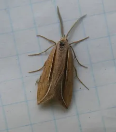 Dull Doryodes Moth thumbnail 2