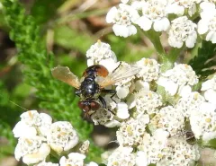 Gymnosoma par thumbnail 2