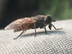Coniferous Horse Fly thumbnail 2