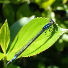 Azure Bluet thumbnail 1