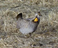 Greater Prairie-Chicken thumbnail 2