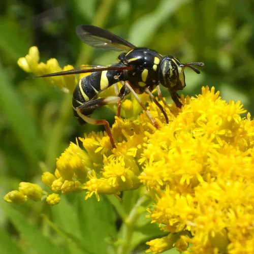 Four-lined Hornet Fly