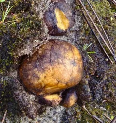 Rhizopogon occidentalis thumbnail 4
