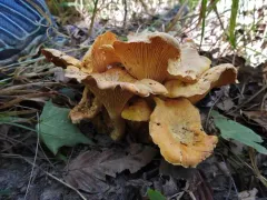 Cantharellus velutinus thumbnail 2