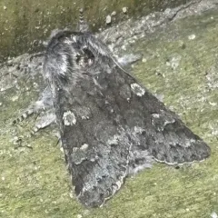 Roland's Sallow thumbnail 4