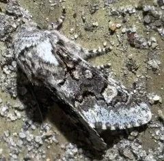 Thaxter’s Sallow thumbnail 4