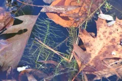 Pink Bog Button thumbnail 3