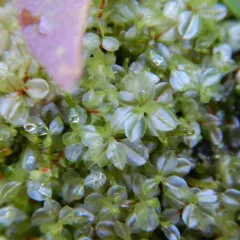 Dotted Thyme-moss thumbnail 3