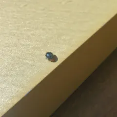 Mealybug Destroyer thumbnail 2
