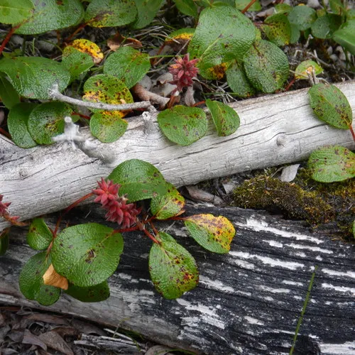 Net-leaved Willow