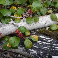 Net-leaved Willow thumbnail 1