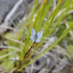 Marsh Felwort thumbnail 2