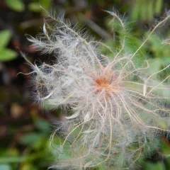 Entireleaf Mountain-Avens thumbnail 2