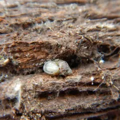 Striate Ambersnail thumbnail 3
