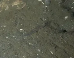 Bay Goby thumbnail 4
