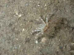 Dovesnail Hermit thumbnail 4