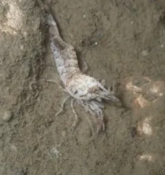 Stimpson Coastal Shrimp thumbnail 2