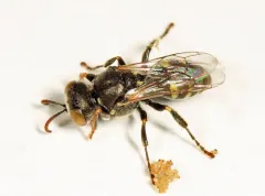Oxybelus sericeus thumbnail 3
