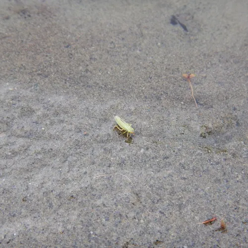 Draeculacephala angulifera