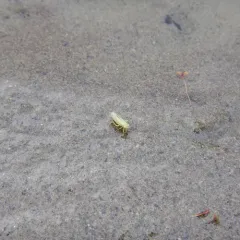 Draeculacephala angulifera thumbnail 1