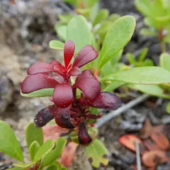 bearberry redstem thumbnail 1