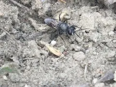 Astata leuthstromi thumbnail 2
