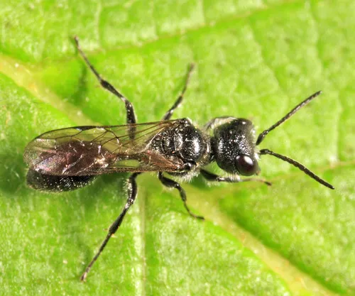 Pemphredon inornata