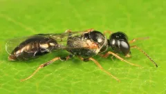 Stigmus americanus thumbnail 3