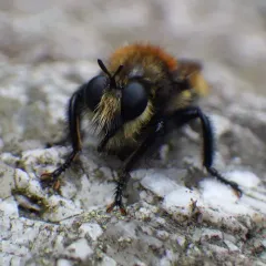 Remarkable Laphria thumbnail 1
