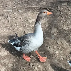 Greylag Goose thumbnail 3