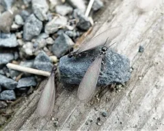 Western Subterranean Termite thumbnail 3